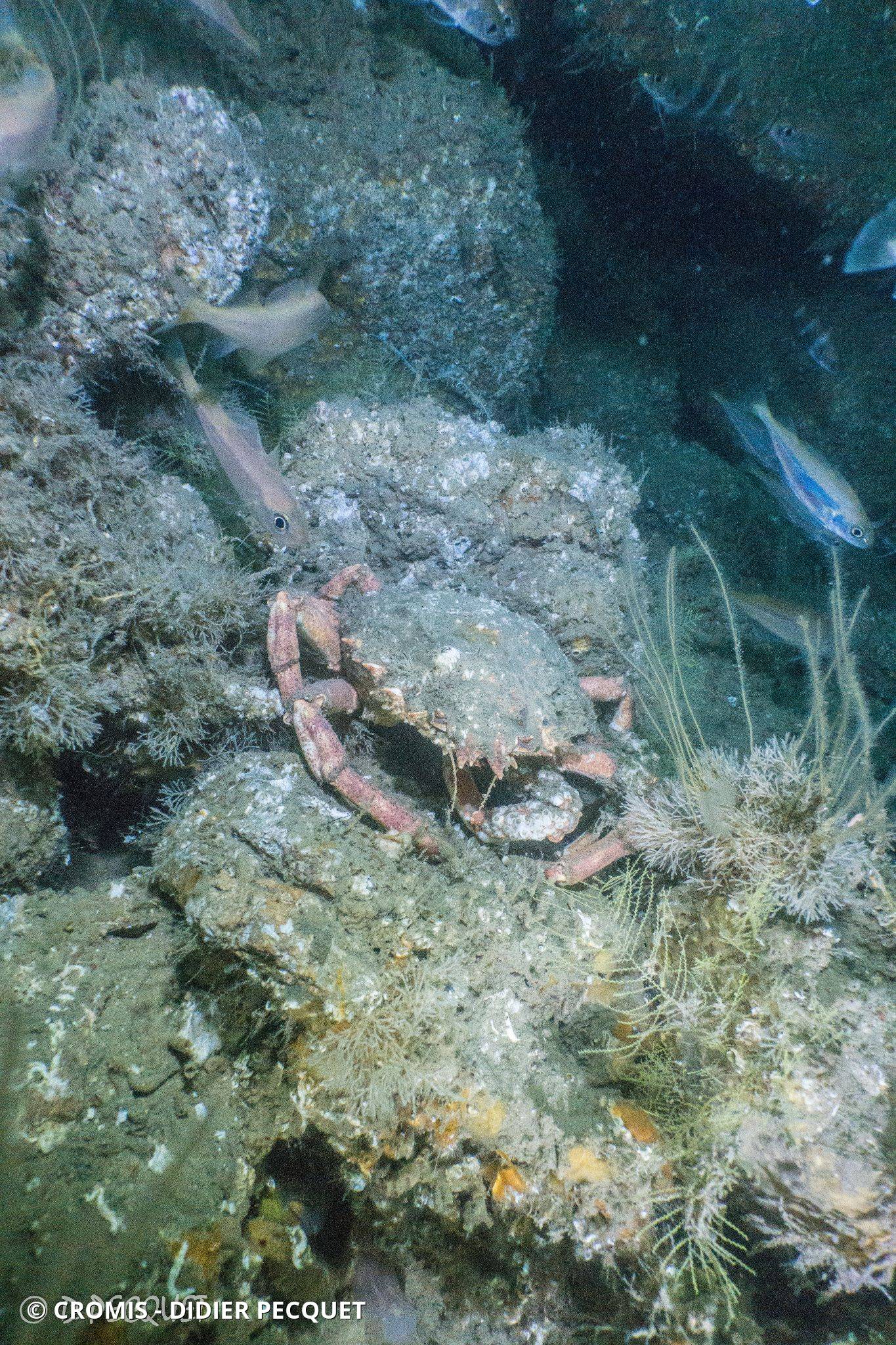 Capelan de l'Atlantique