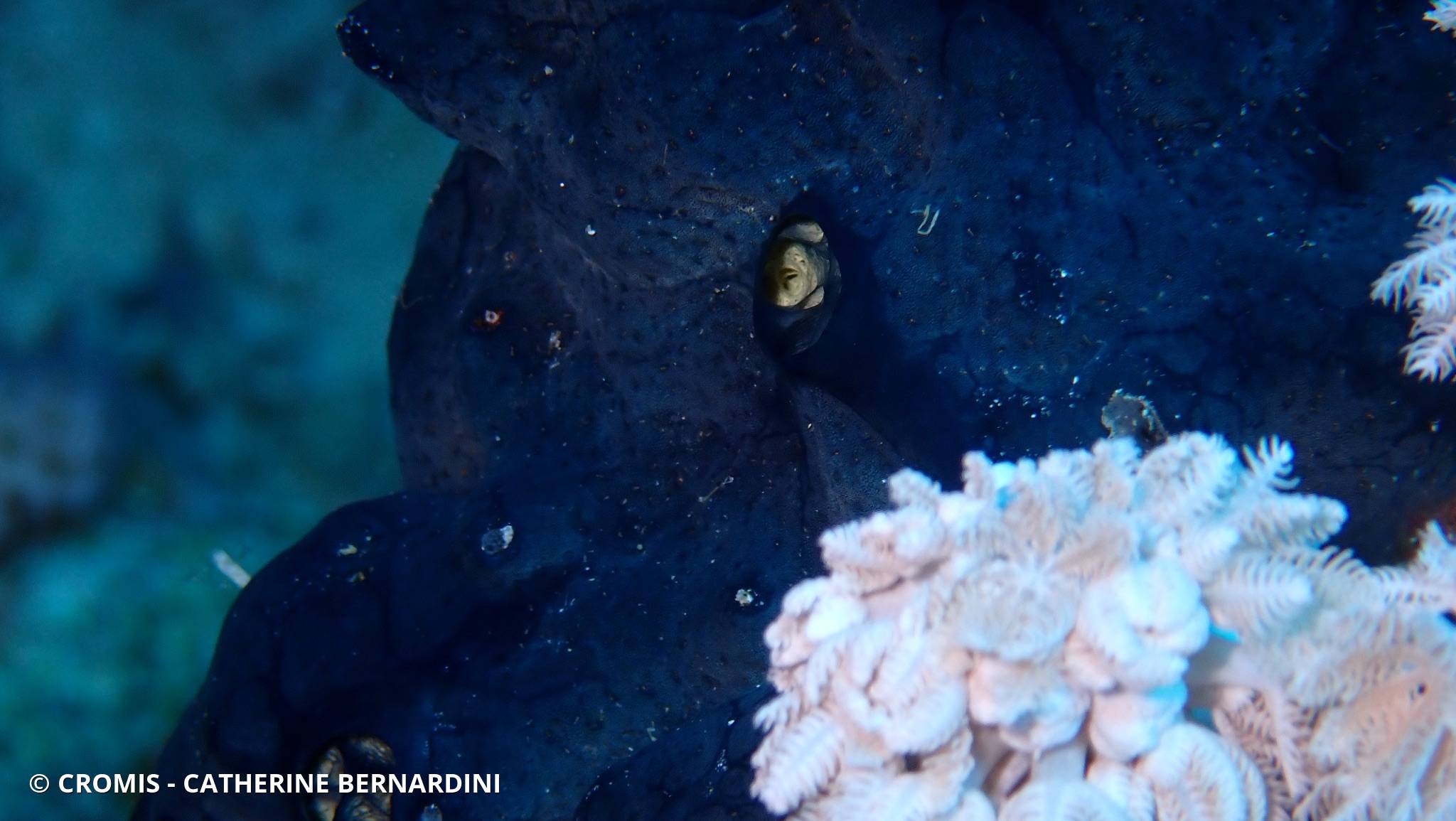 Eponge bleue à cratères de Mer Rouge