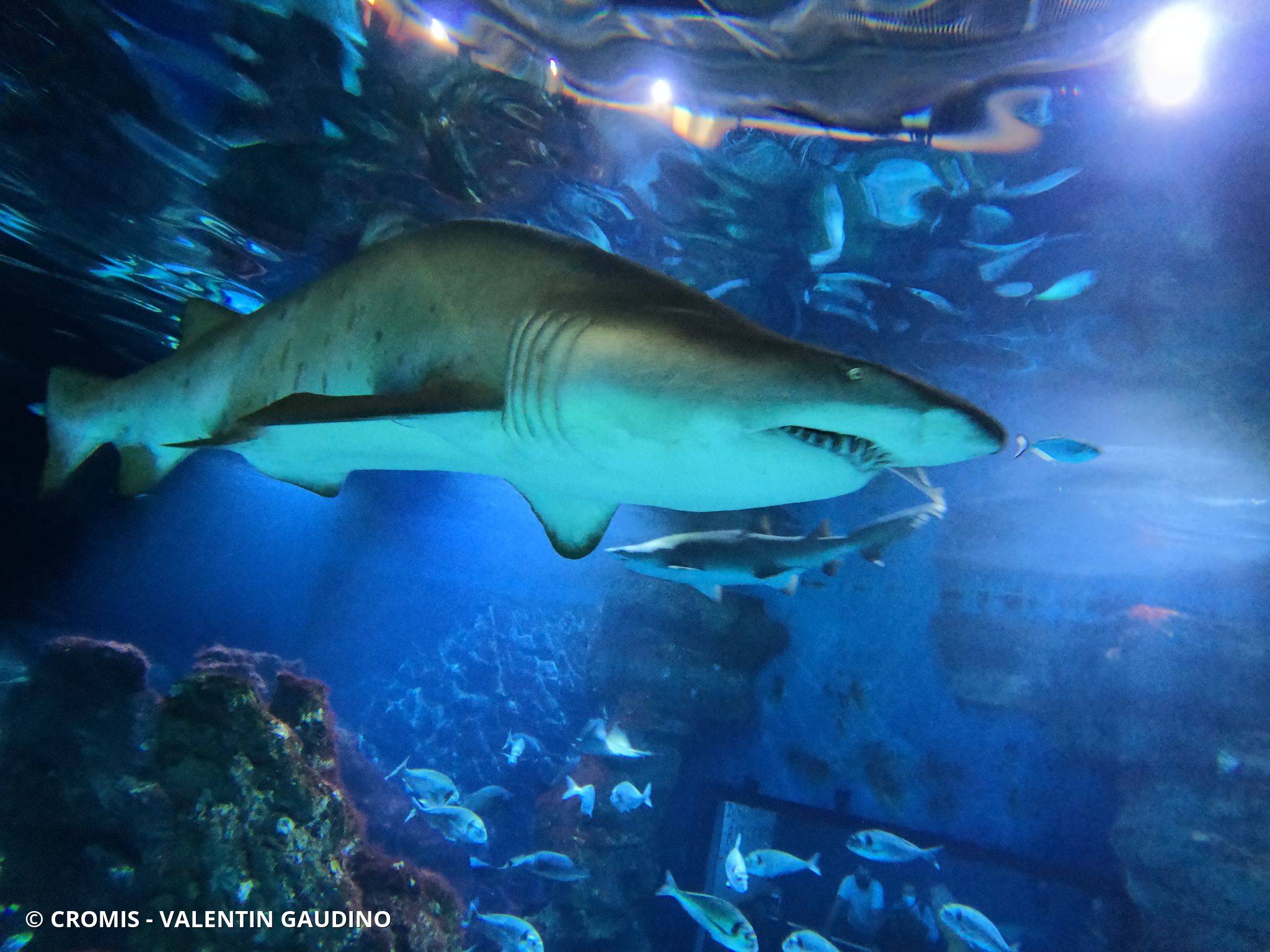 Requin taureau