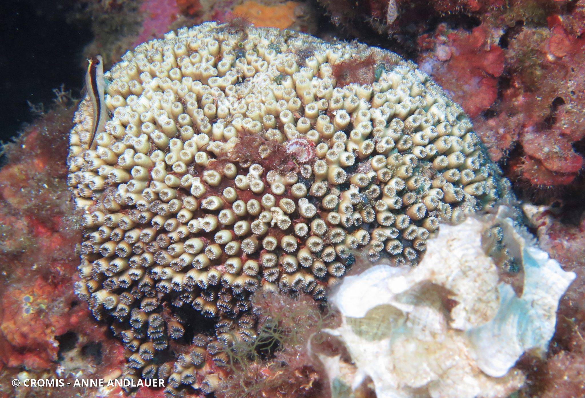 Cladocore en touffe