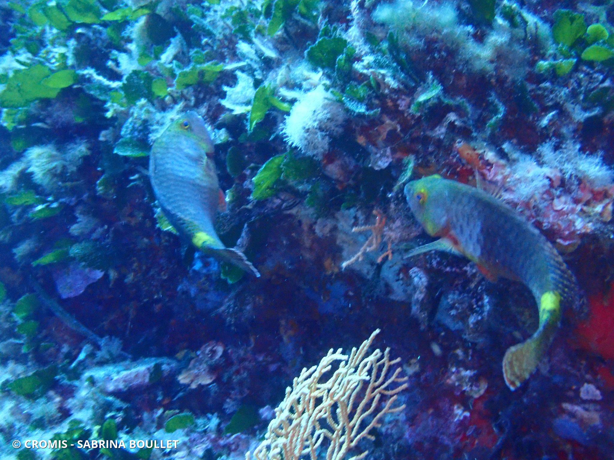Poisson-perroquet méditerranéen