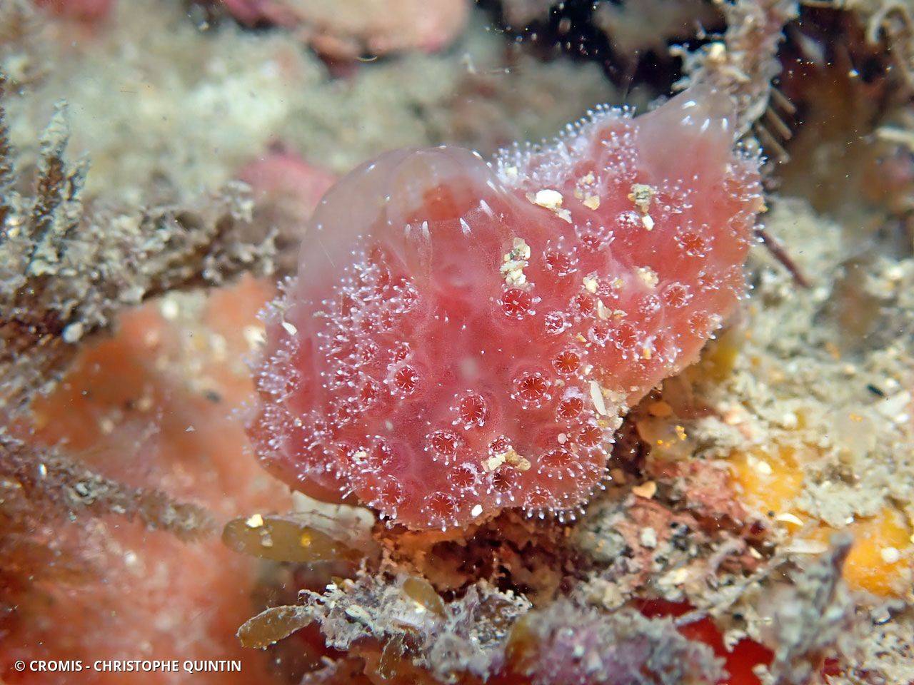 Fraise de mer