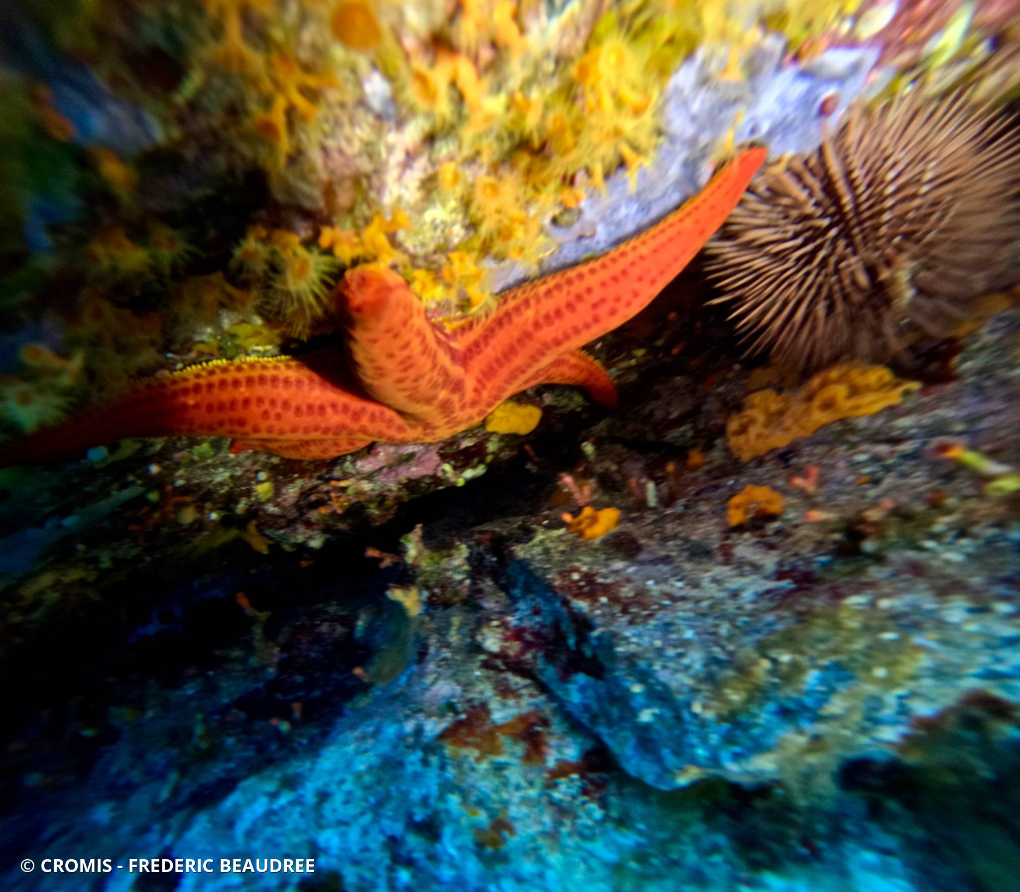 Etoile de mer lisse