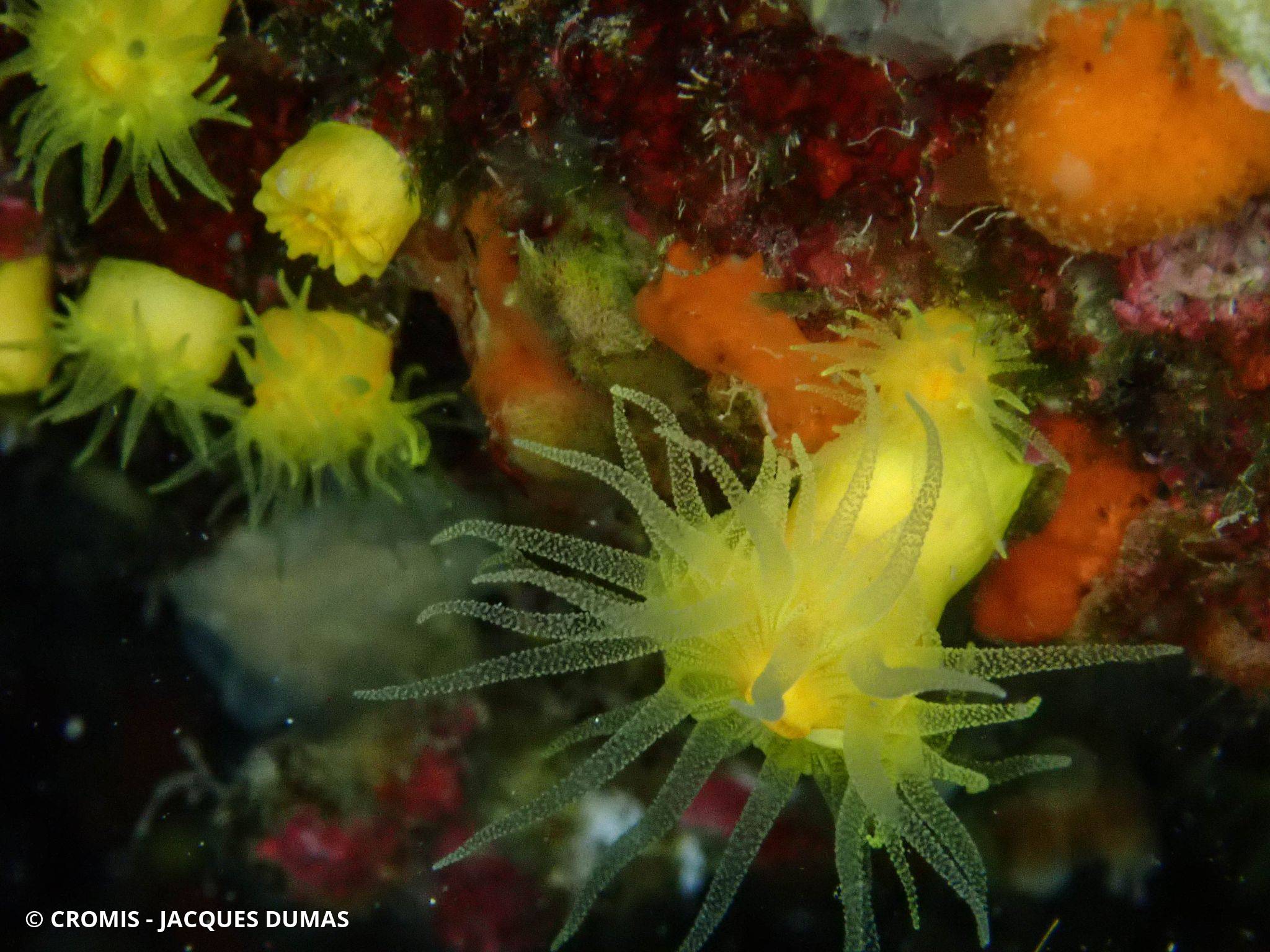 Photo 2 sur 68 : Corail jaune solitaire