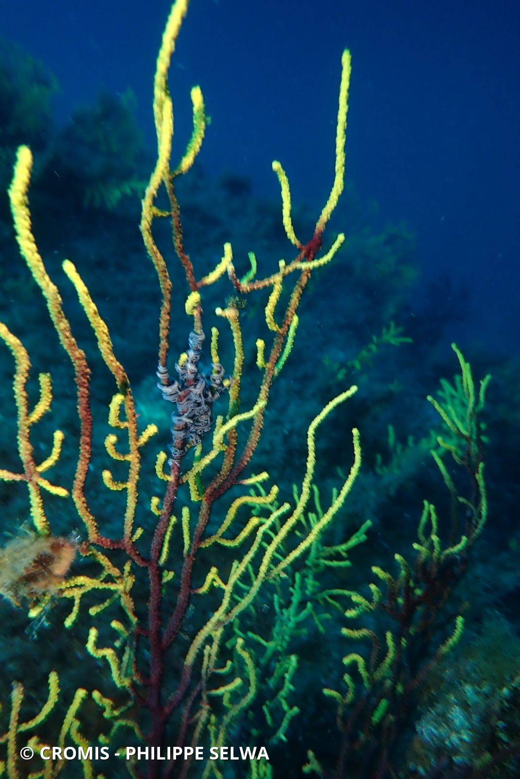 Gorgonocéphale