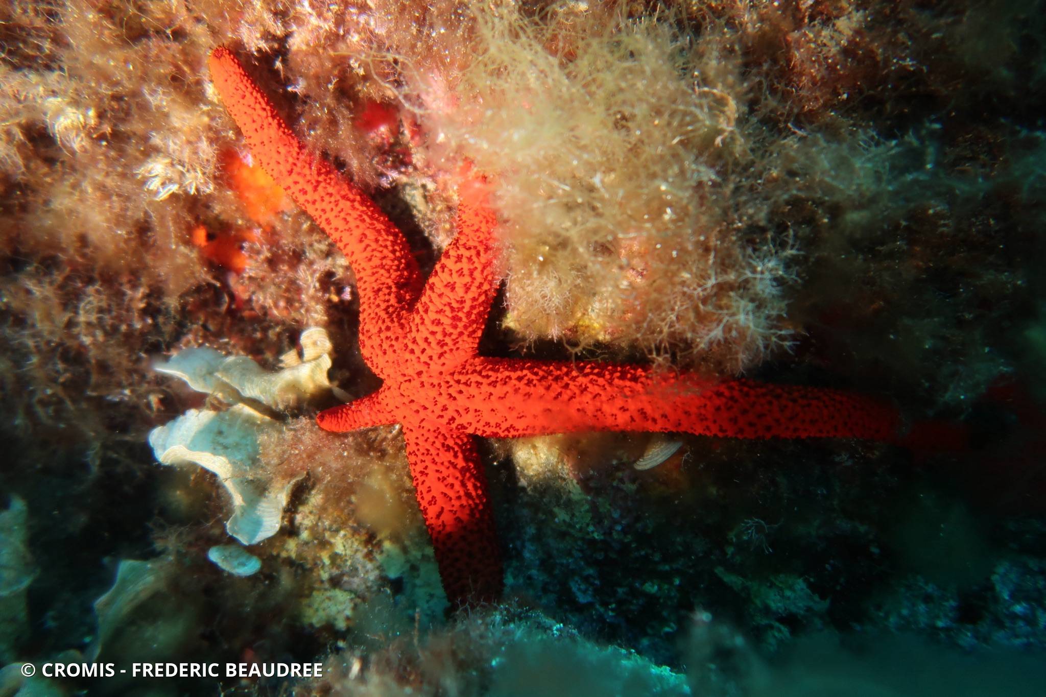 Etoile de mer rouge