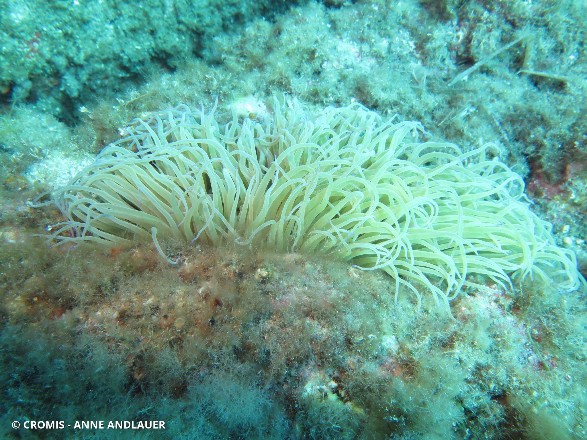 Photo 2 sur 119 : Anémone de mer verte