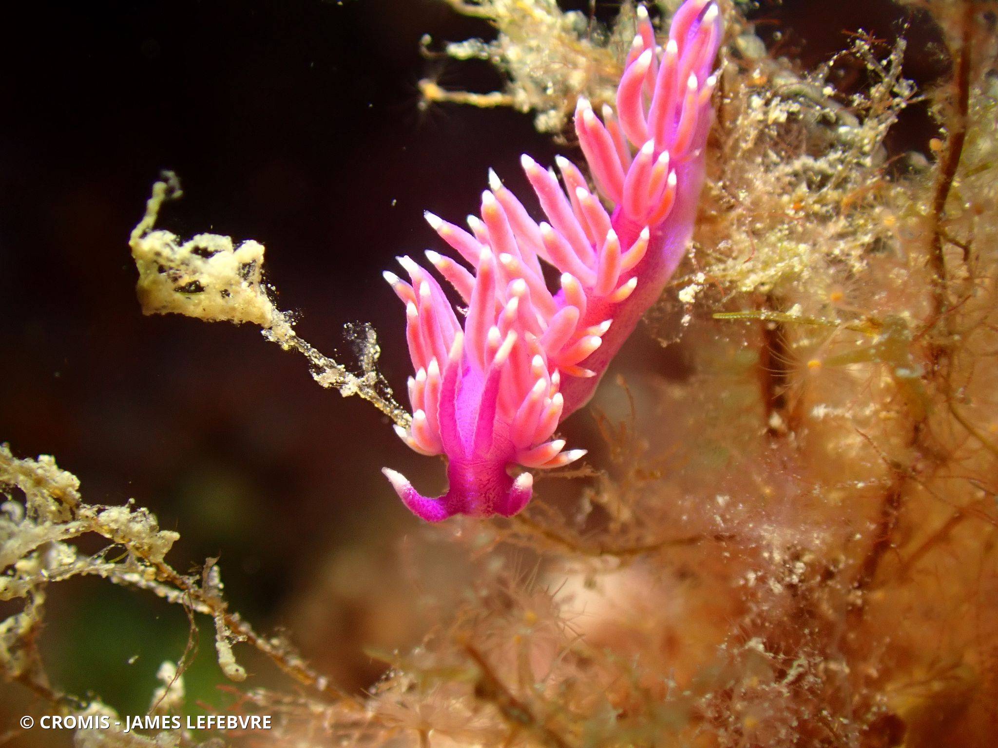 Coryphelle mauve