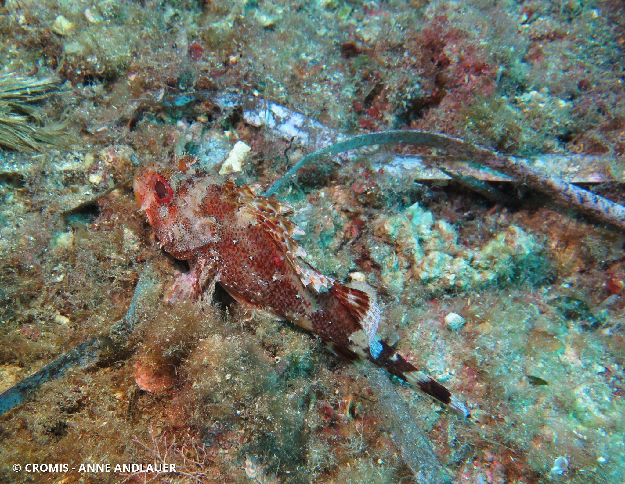 Photo 2 sur 78 : Petite rascasse rouge
