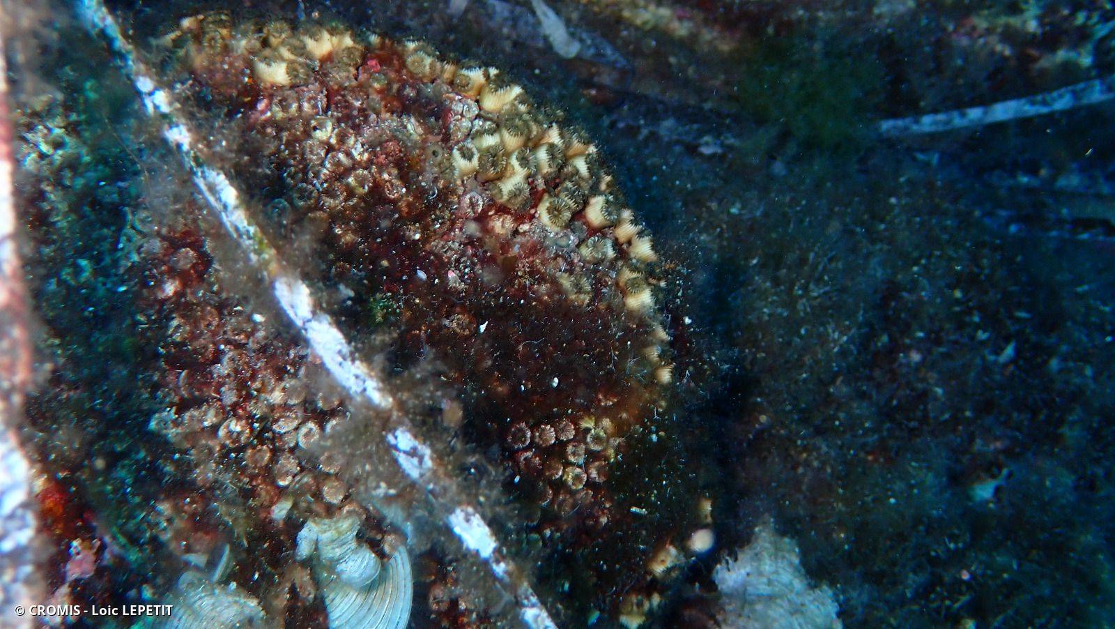 Cladocore en touffe