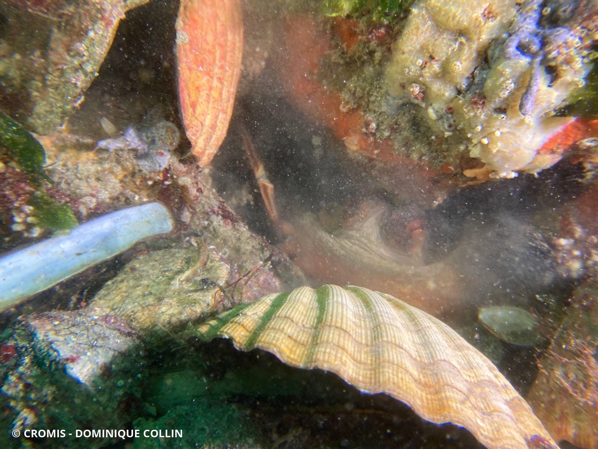 Photo 6 sur 292 : Poulpe commun