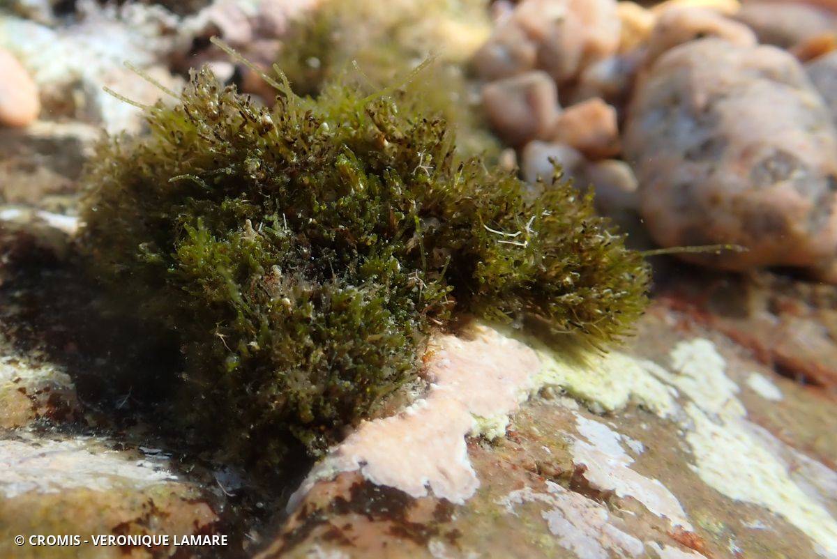 Cladophore prolifère