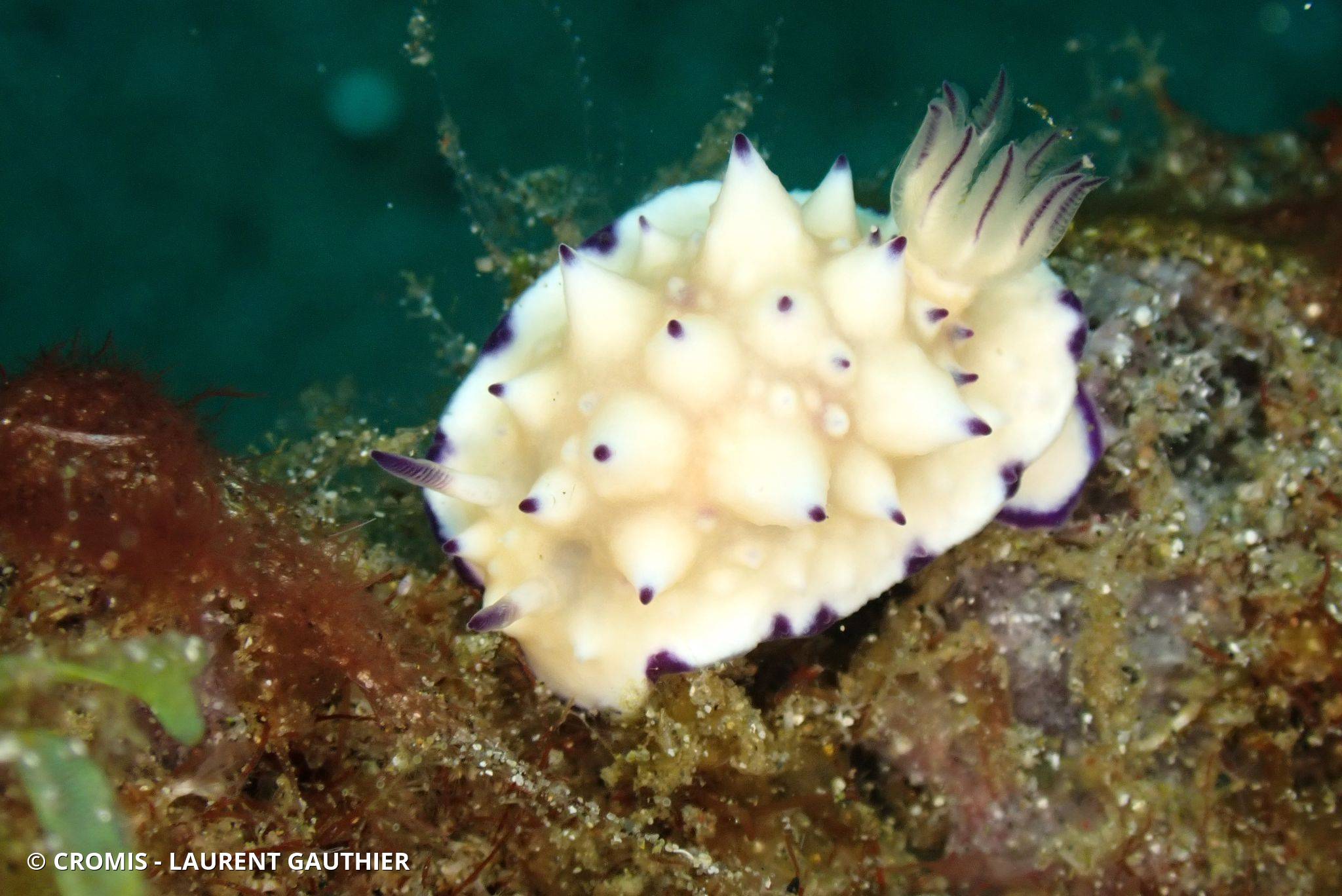 Mexichromis tuberculée