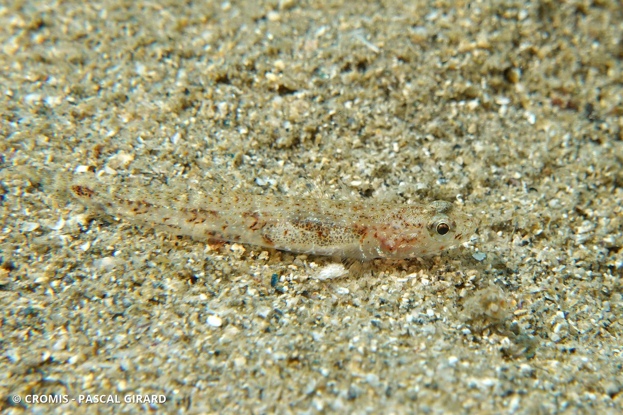 Photo 1 sur 5 : Gobie marbré