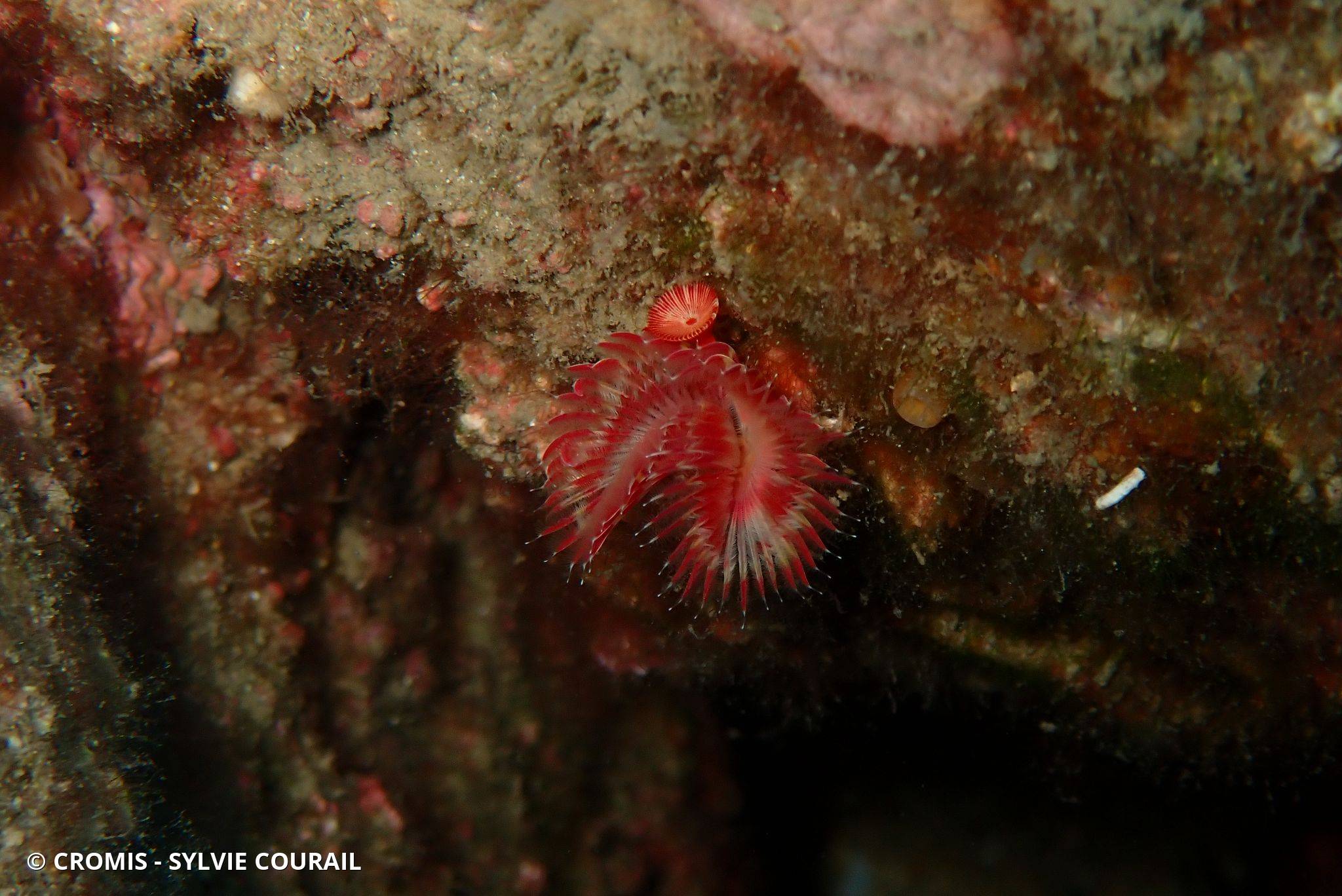 Serpule
