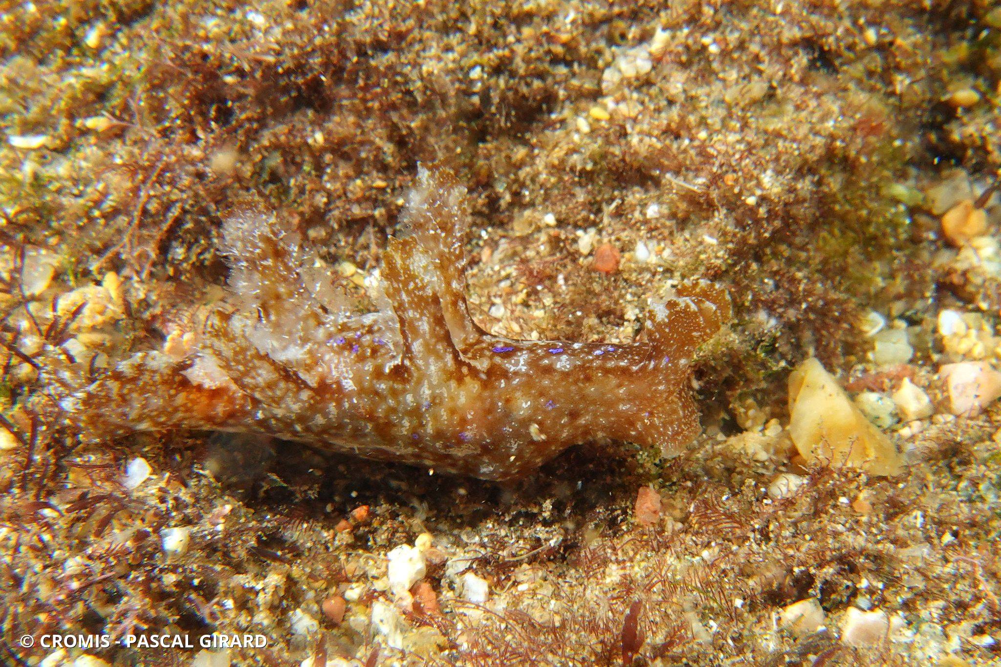 Scyllée des sargasses