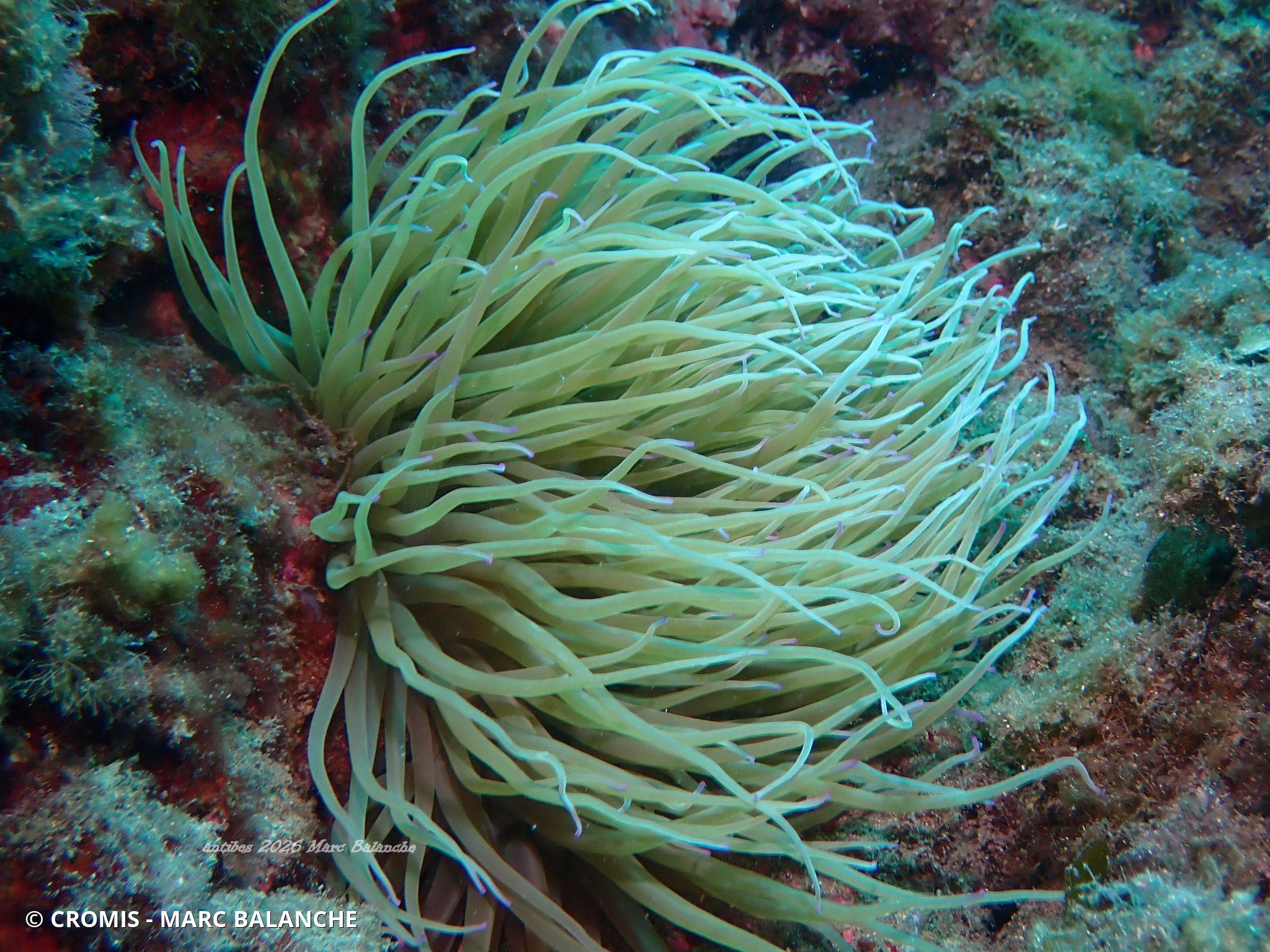 Anémone de mer verte