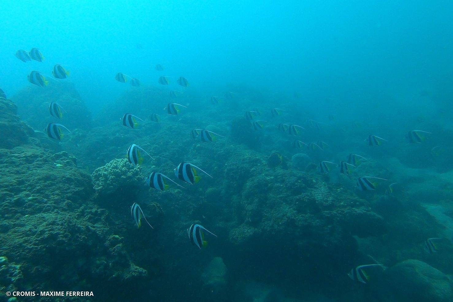 Poisson-cocher commun