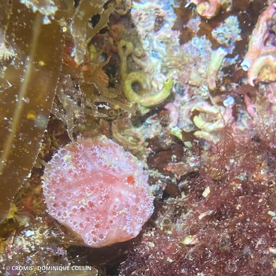 Fraise de mer