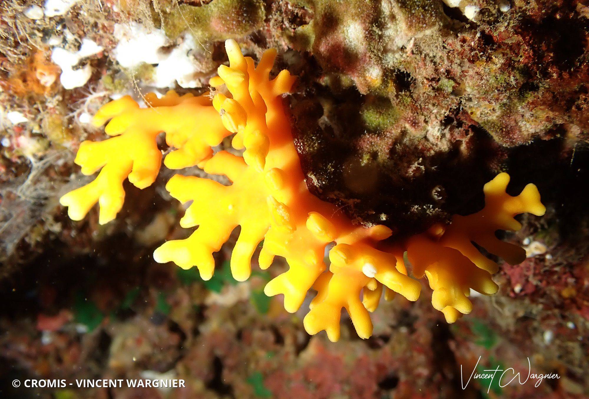 Corail dentelle violacé