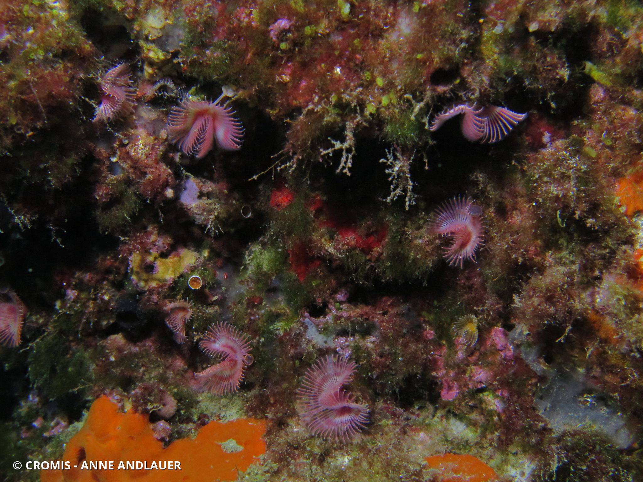 Serpule
