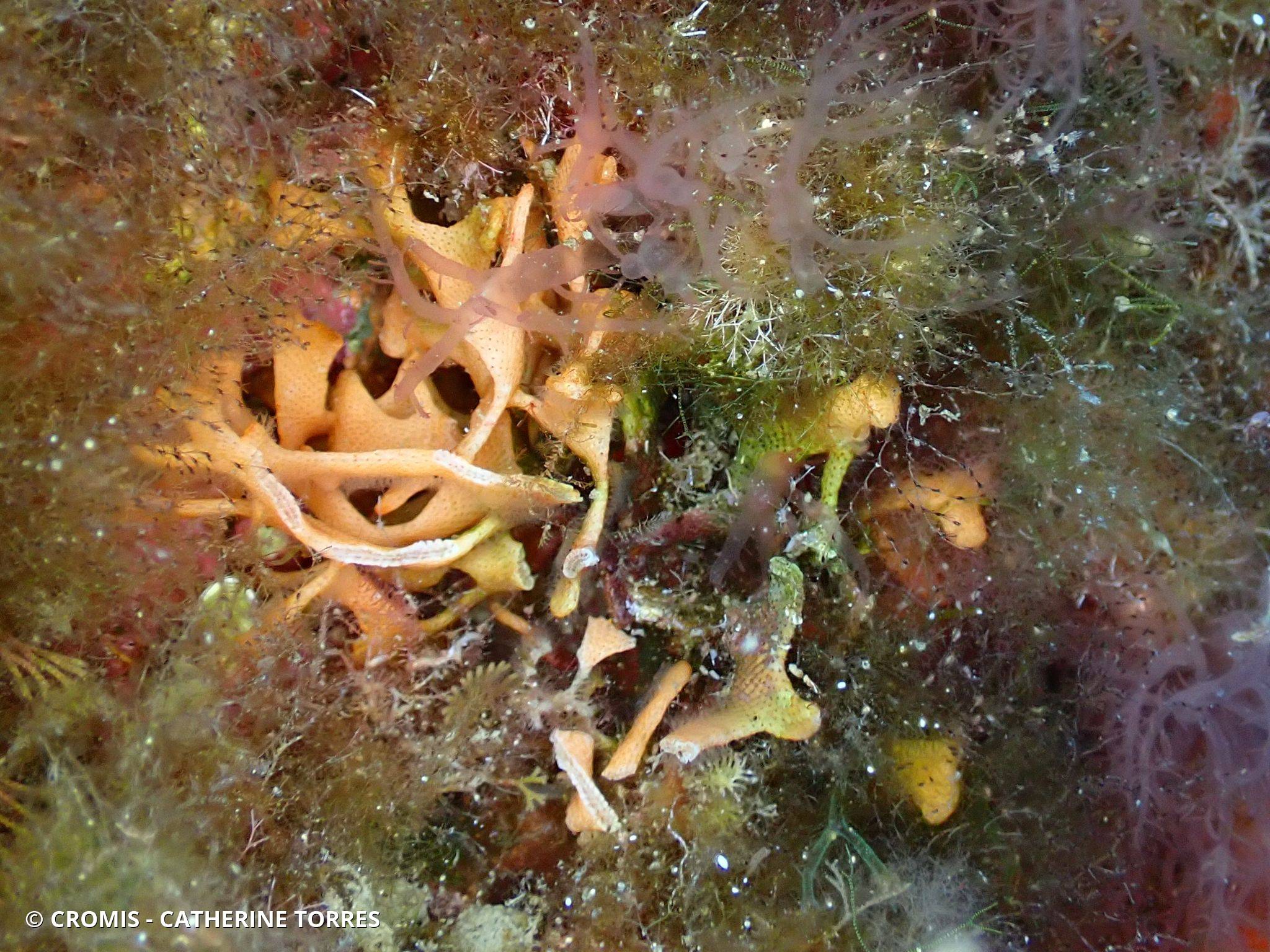 Rose de mer méditerranéenne