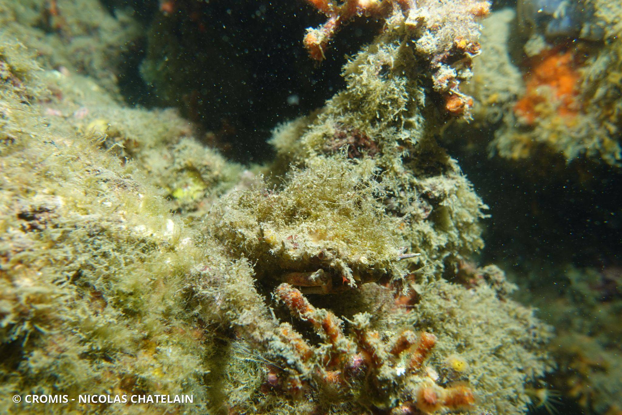 Petite araignée de mer