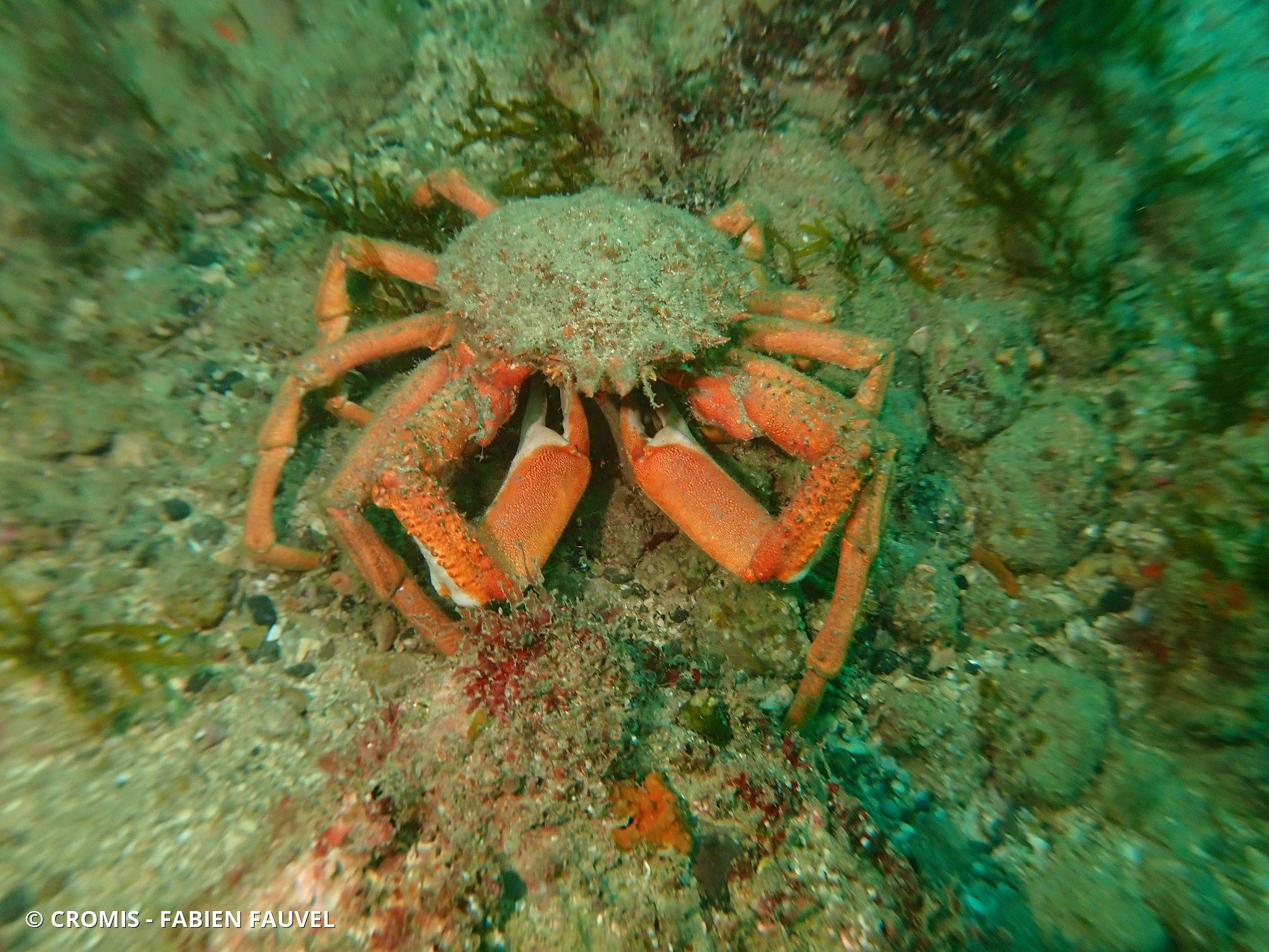 Araignée de mer Atlantique