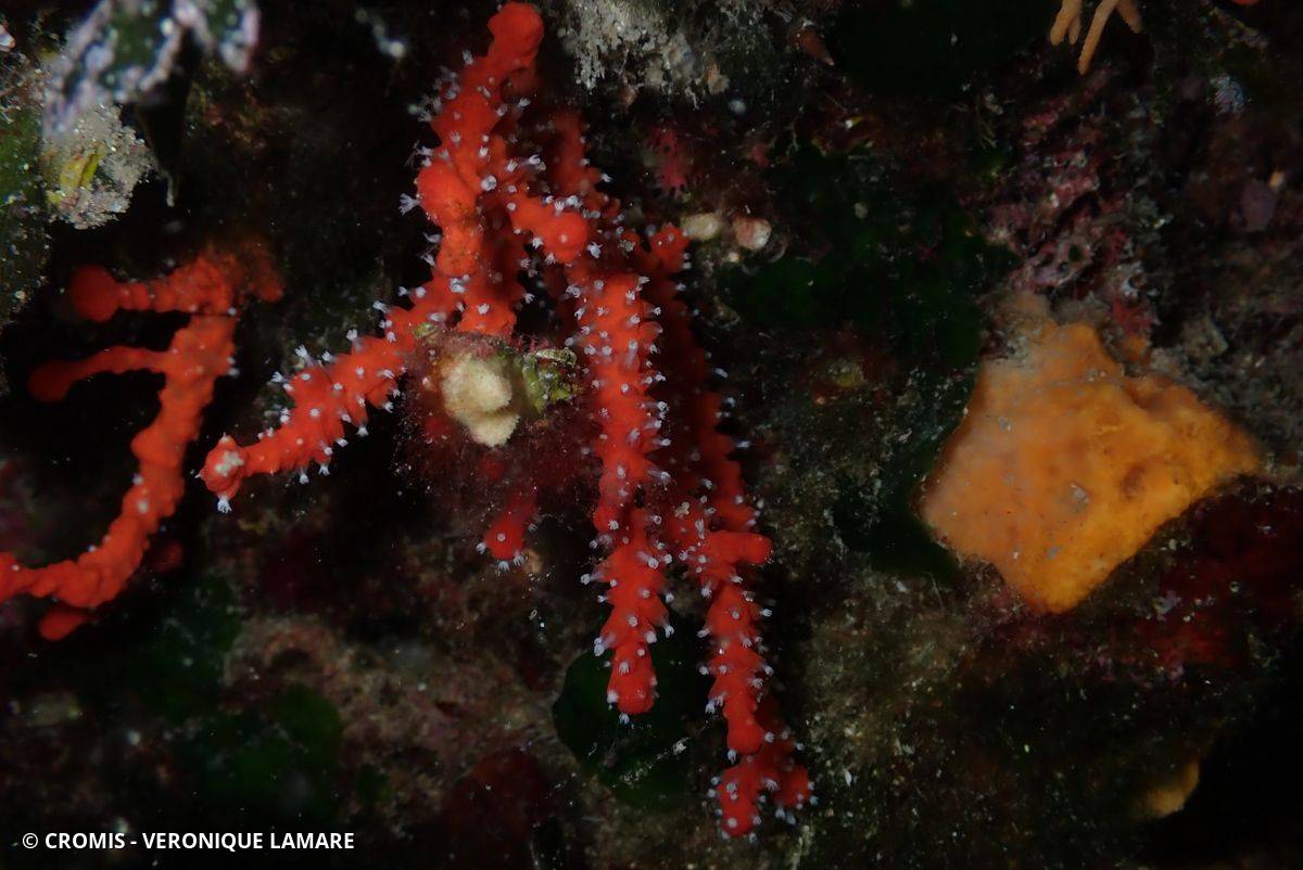 Corail rouge de Méditerranée