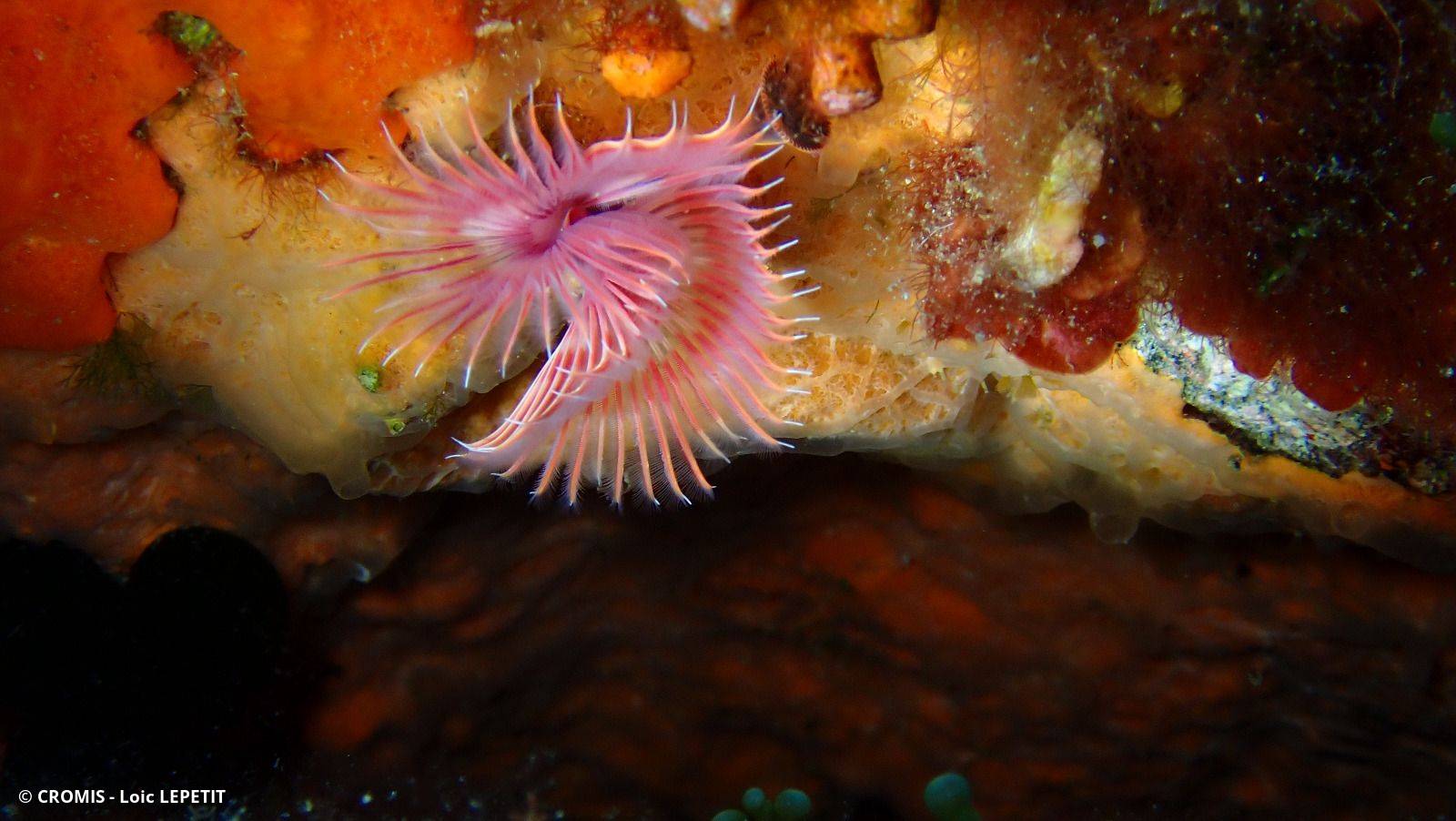 Serpule