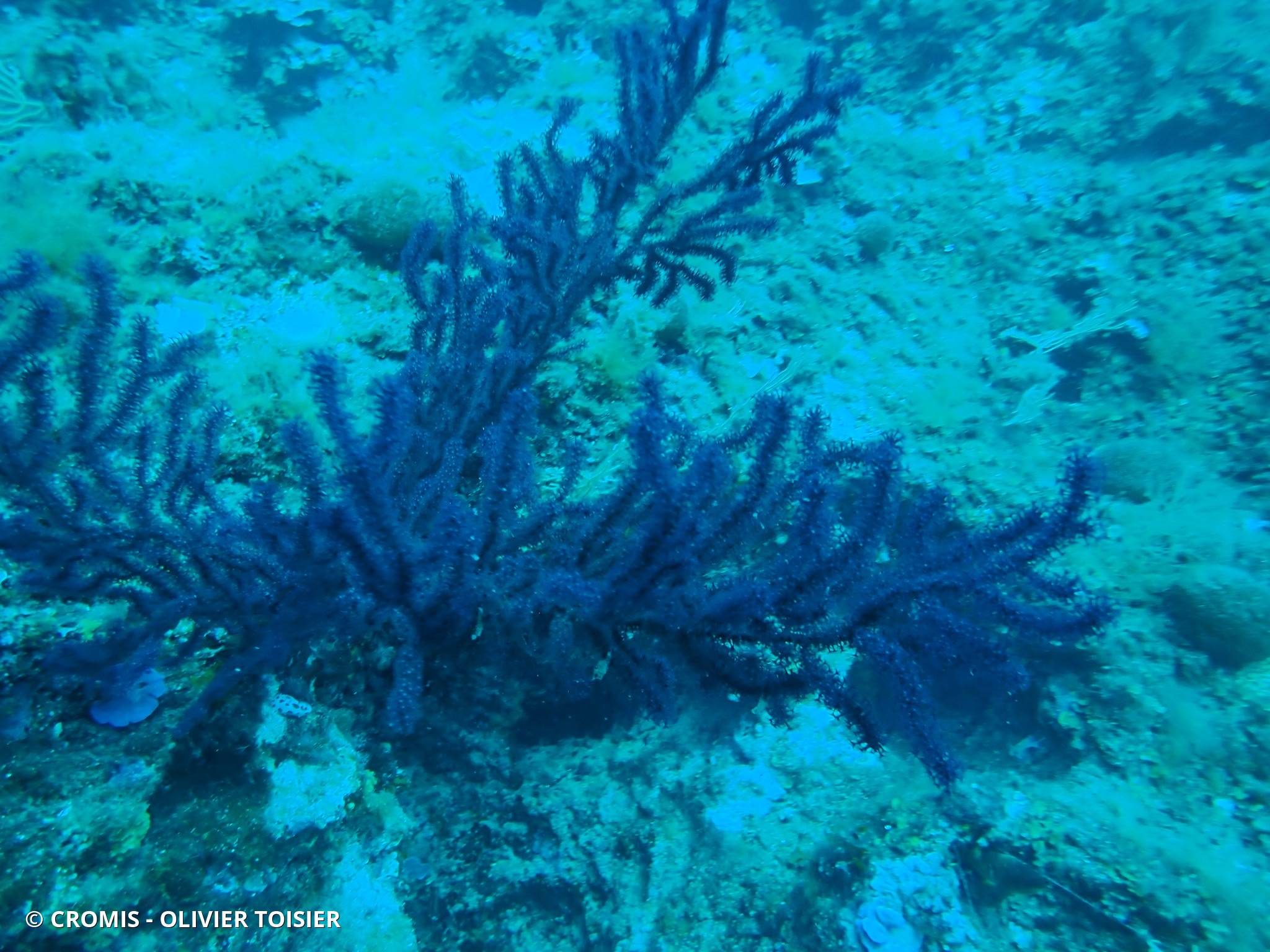 Gorgone pourpre