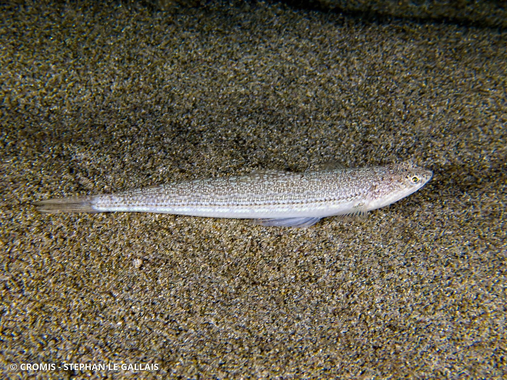 Photo 2 sur 31 : Poisson-lézard rayé