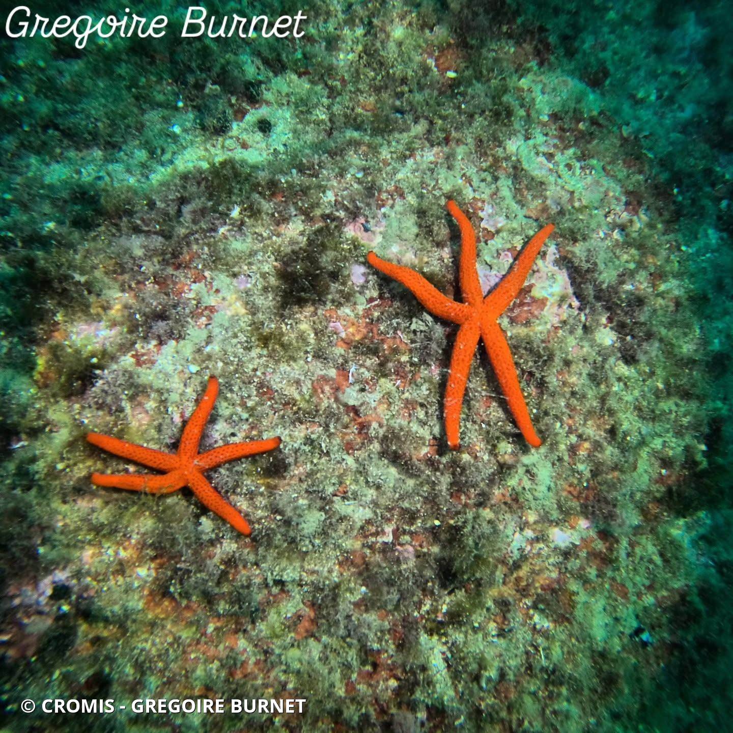 Etoile de mer rouge