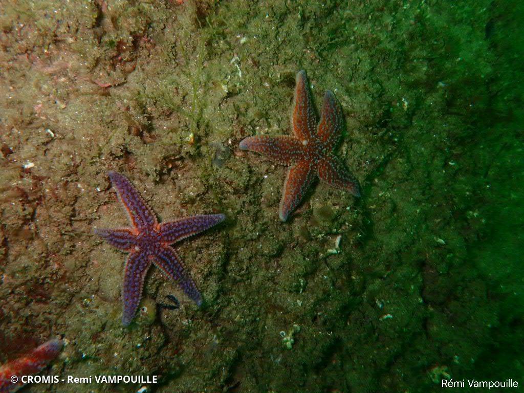 Étoile de mer commune