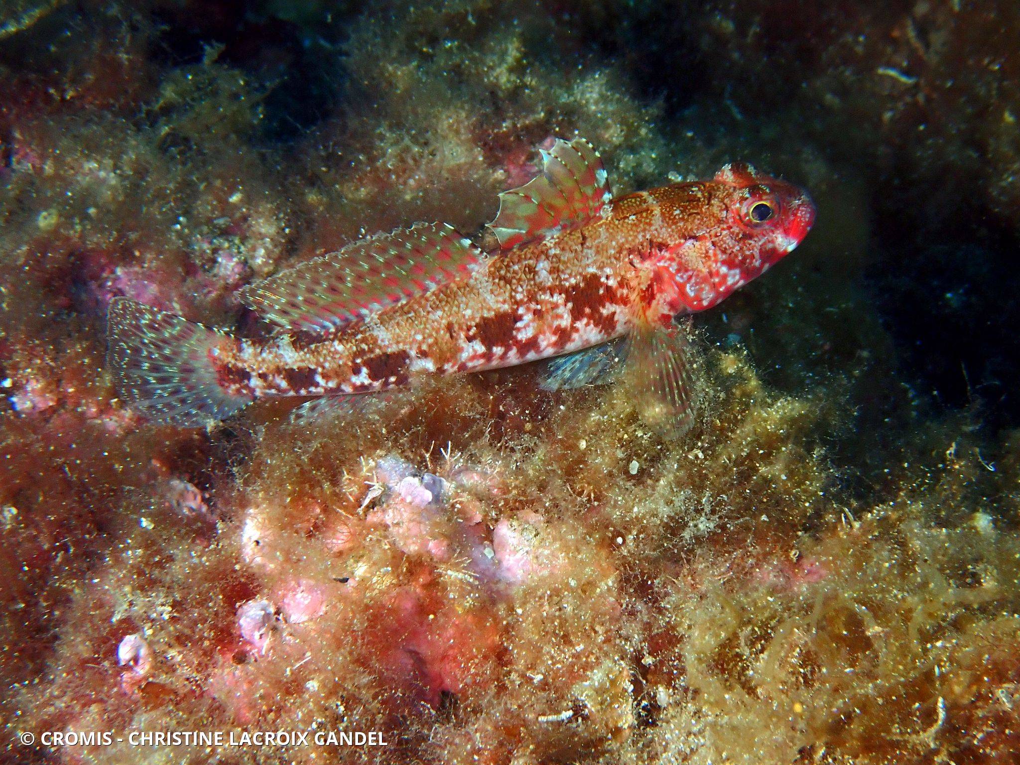Gobie à bouche rouge