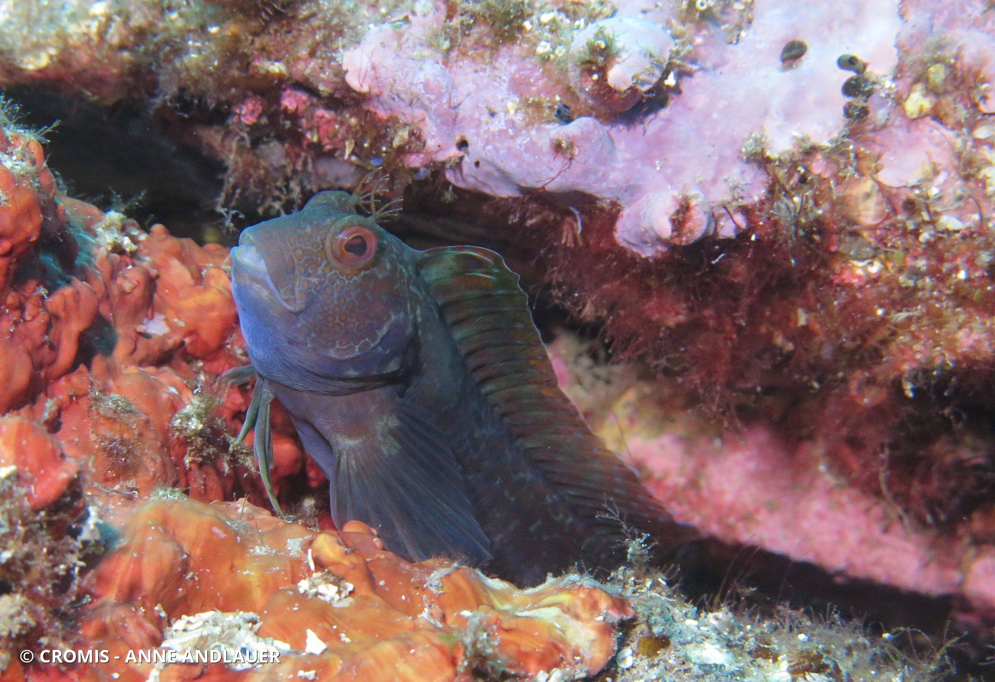 Blennie pilicorne