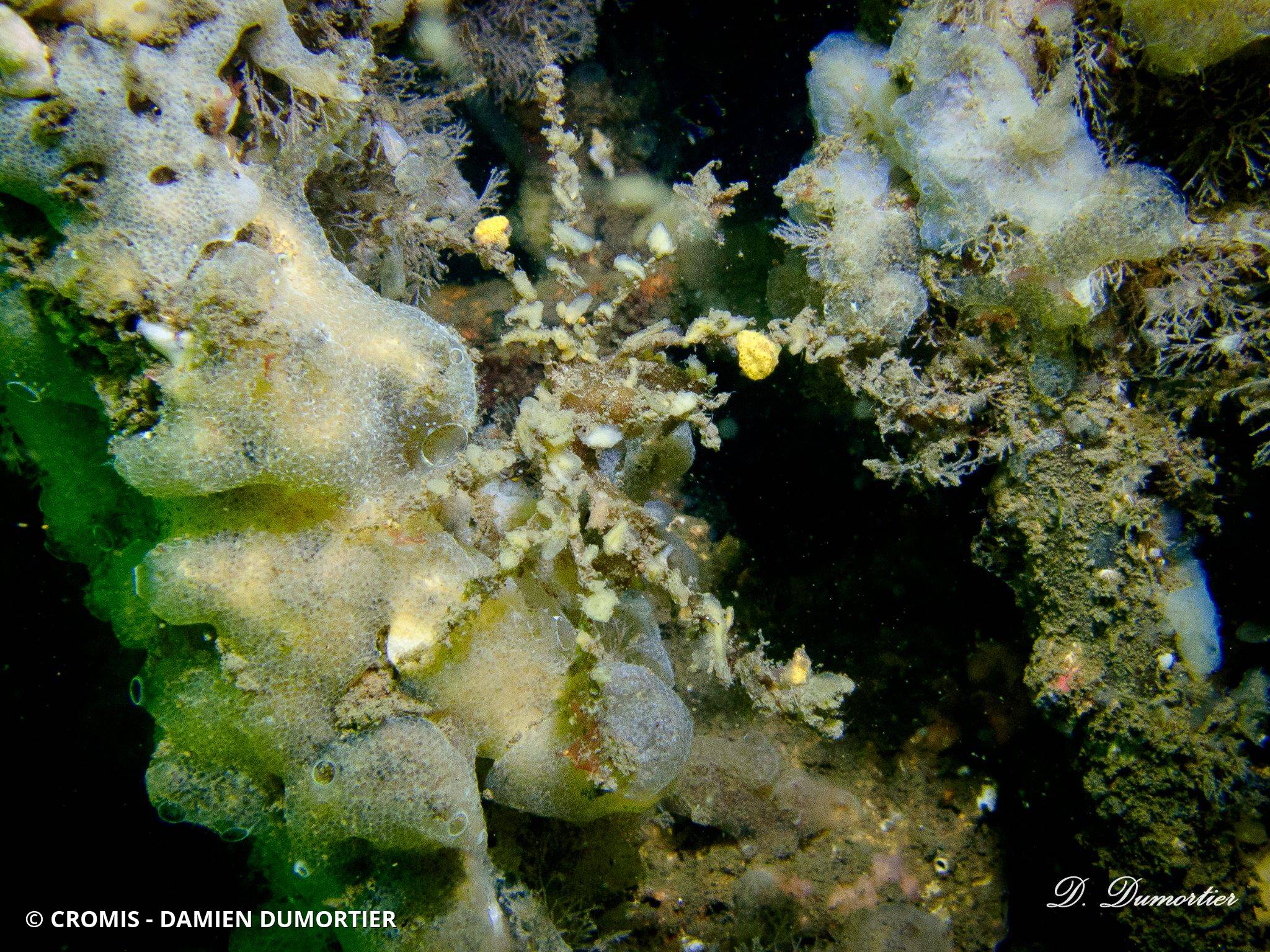Macropode rostré