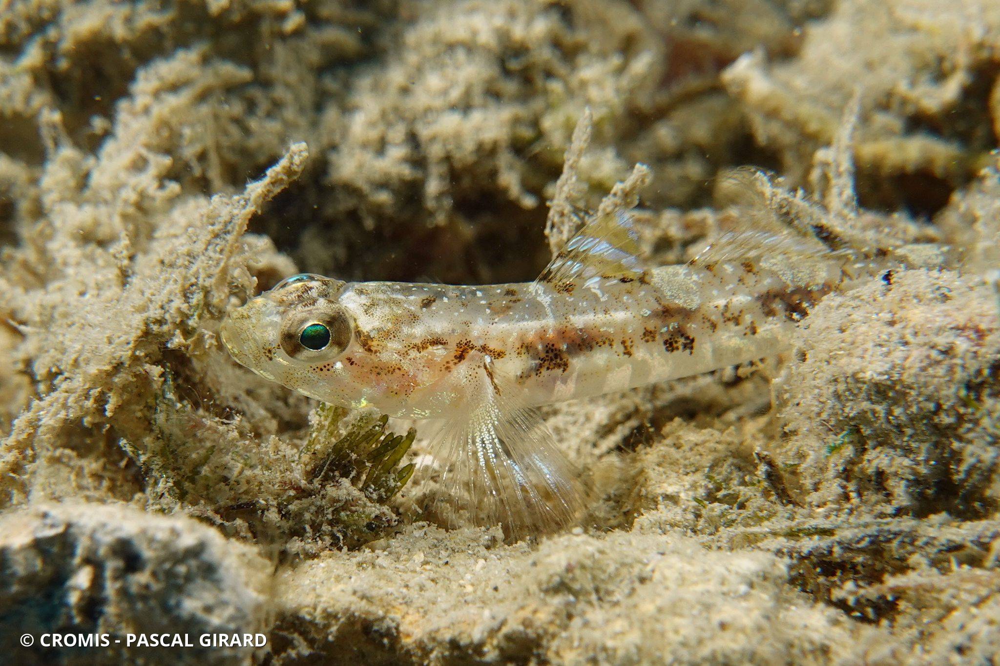 Photo 1 sur 14 : Gobie varié
