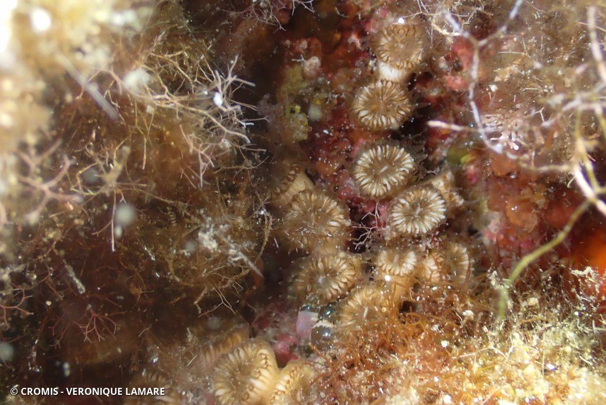 Cladocore en touffe