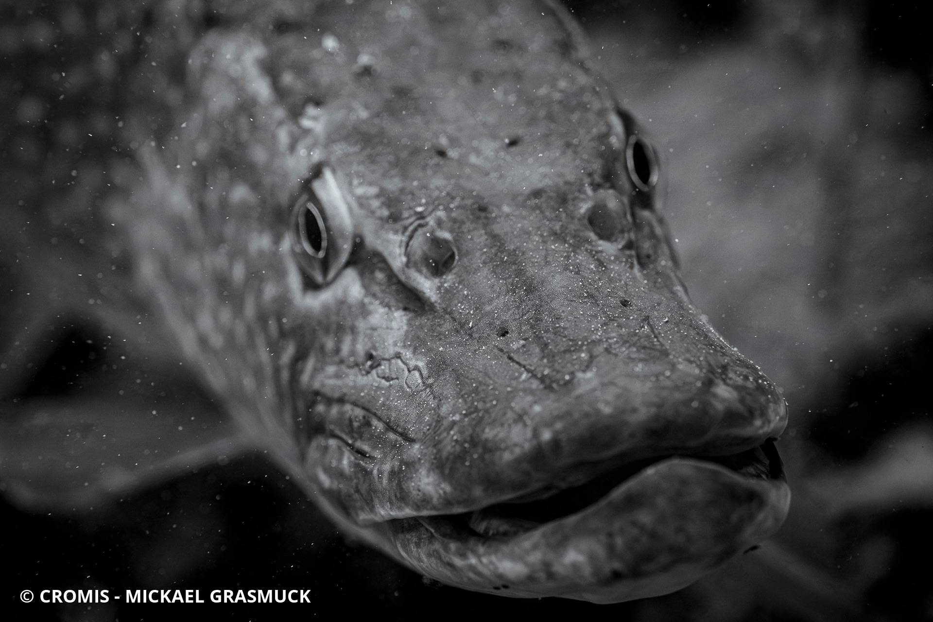 Brochet
