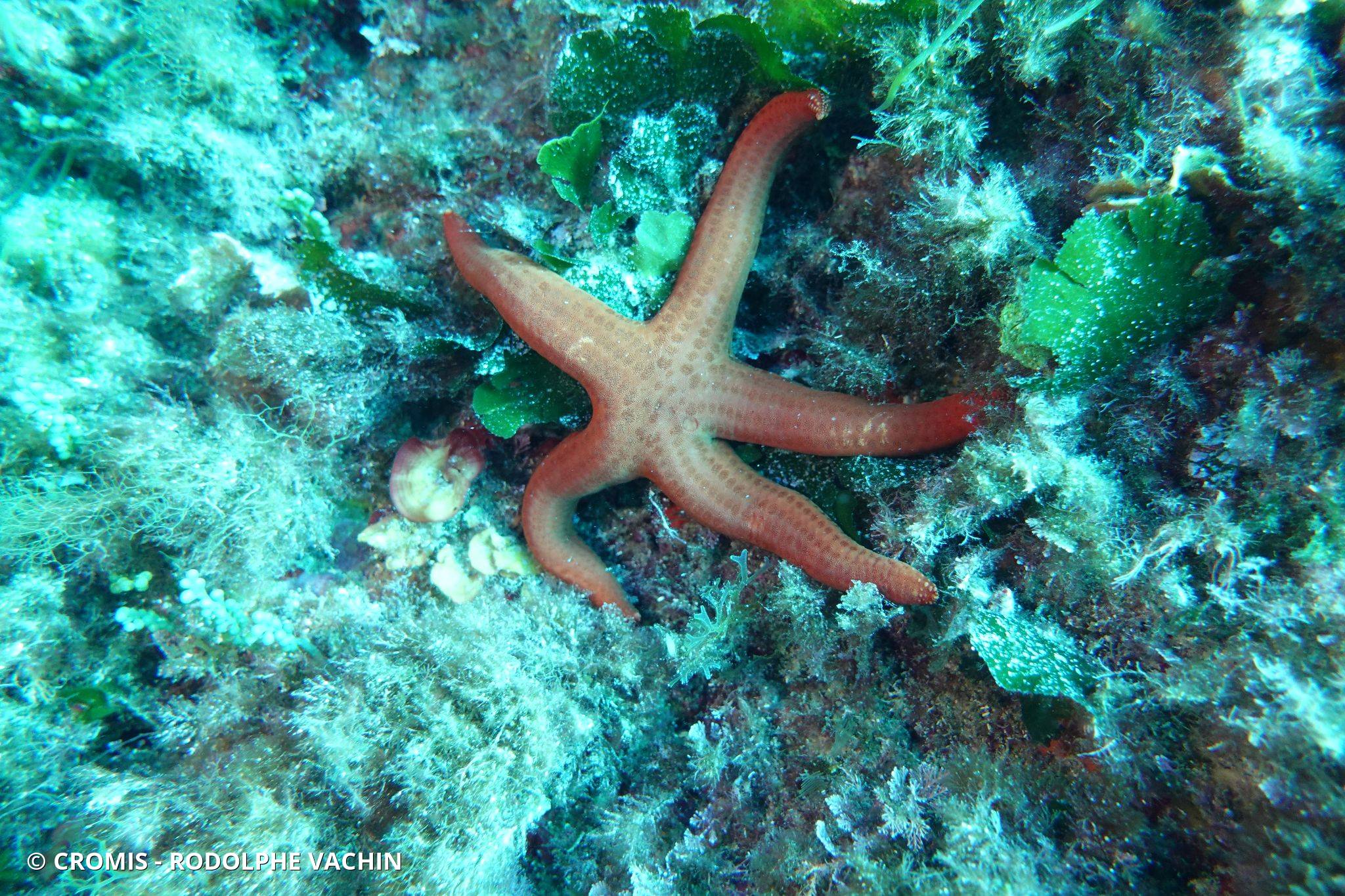 Photo 5 sur 144 : Etoile de mer lisse