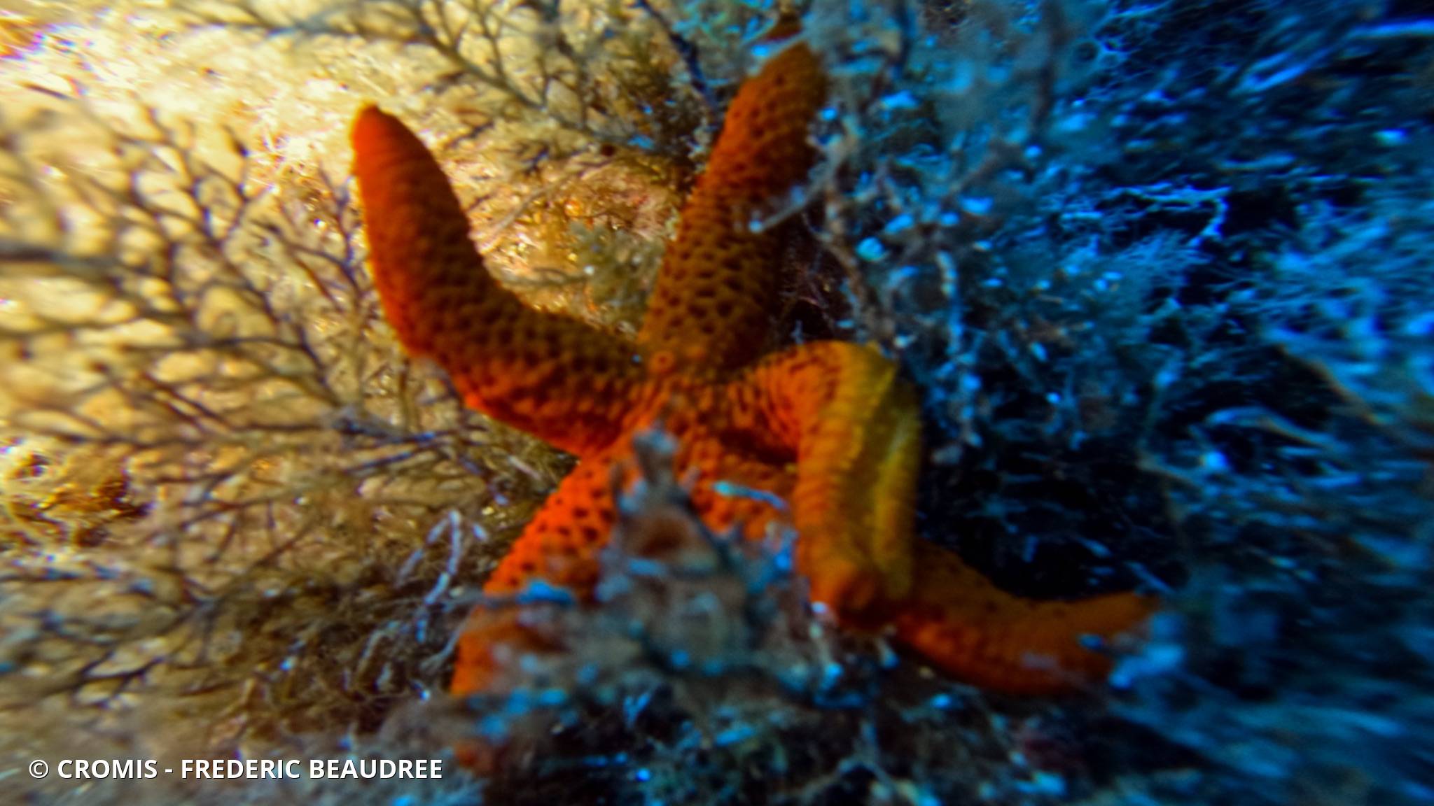 Etoile de mer rouge
