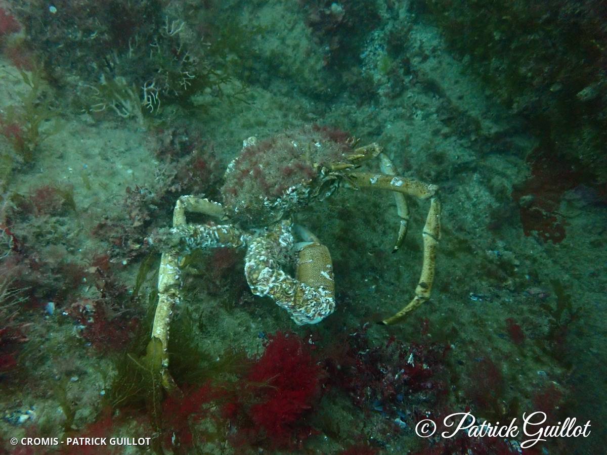 Araignée de mer Atlantique