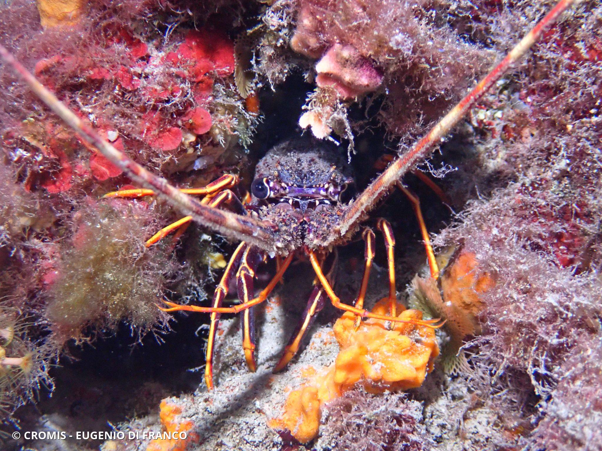 Langouste rouge