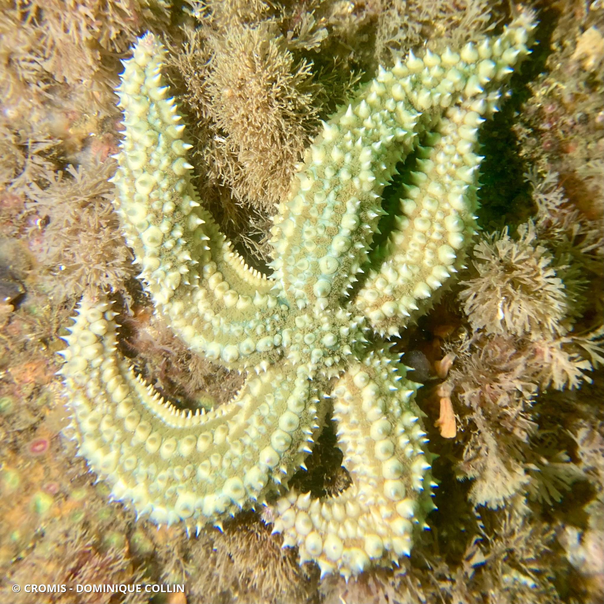 Etoile de mer glaciaire