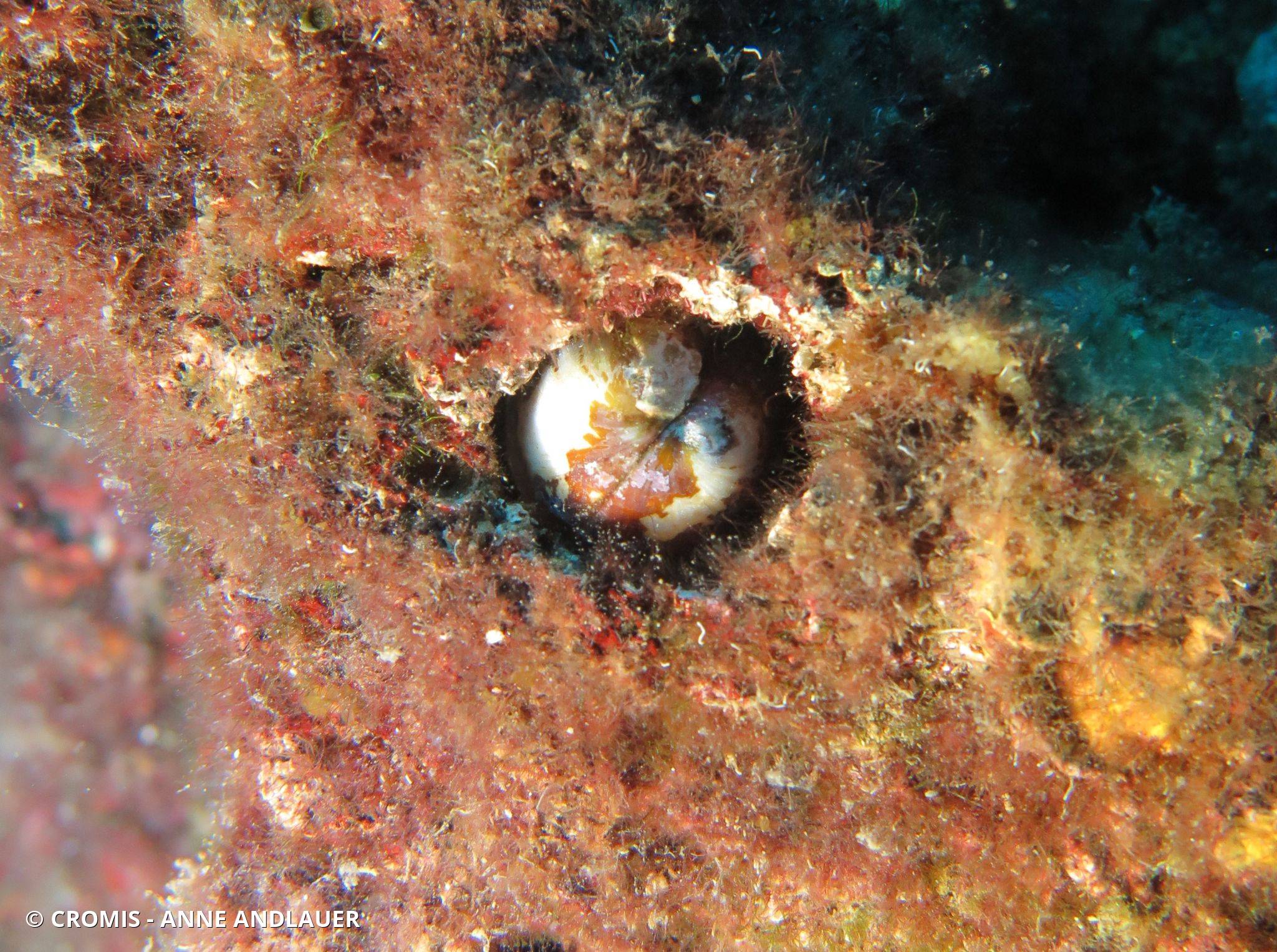 Datte de mer