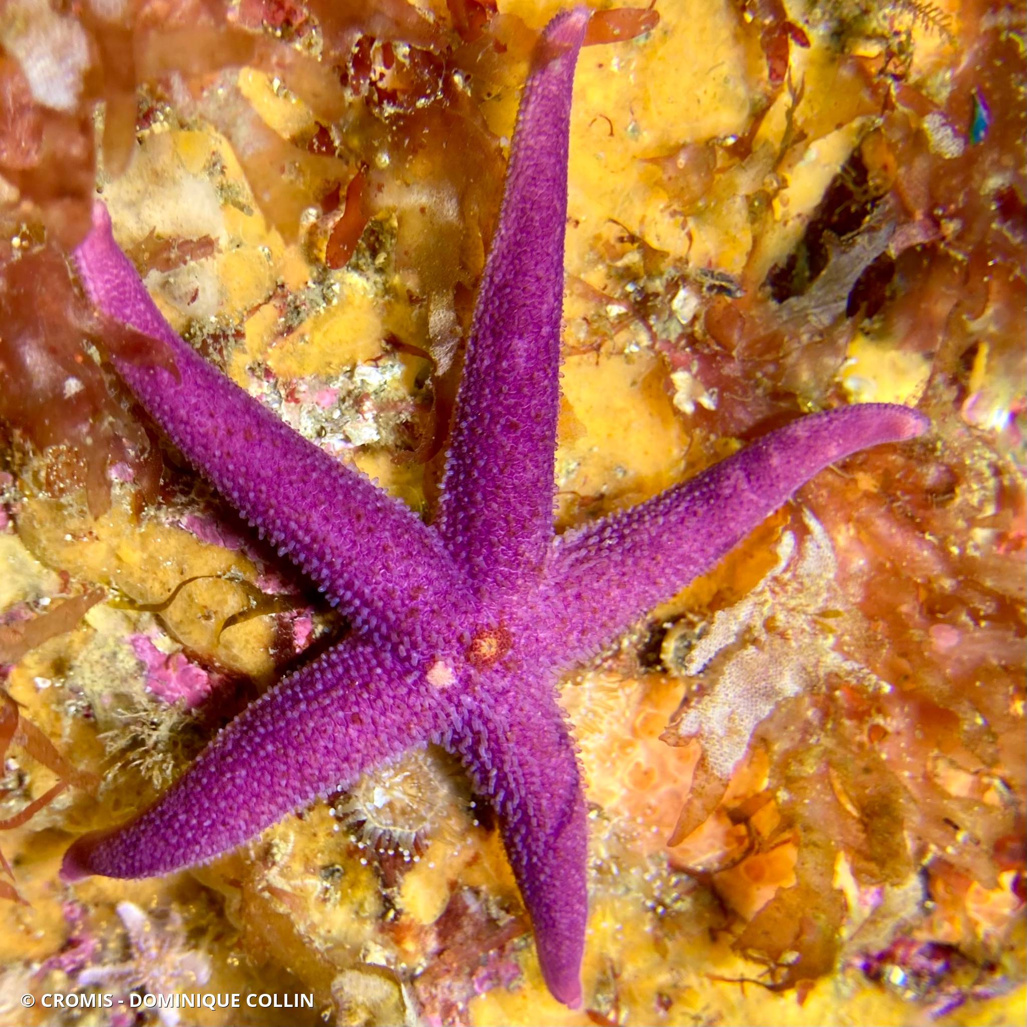 Etoile cuir sanguine