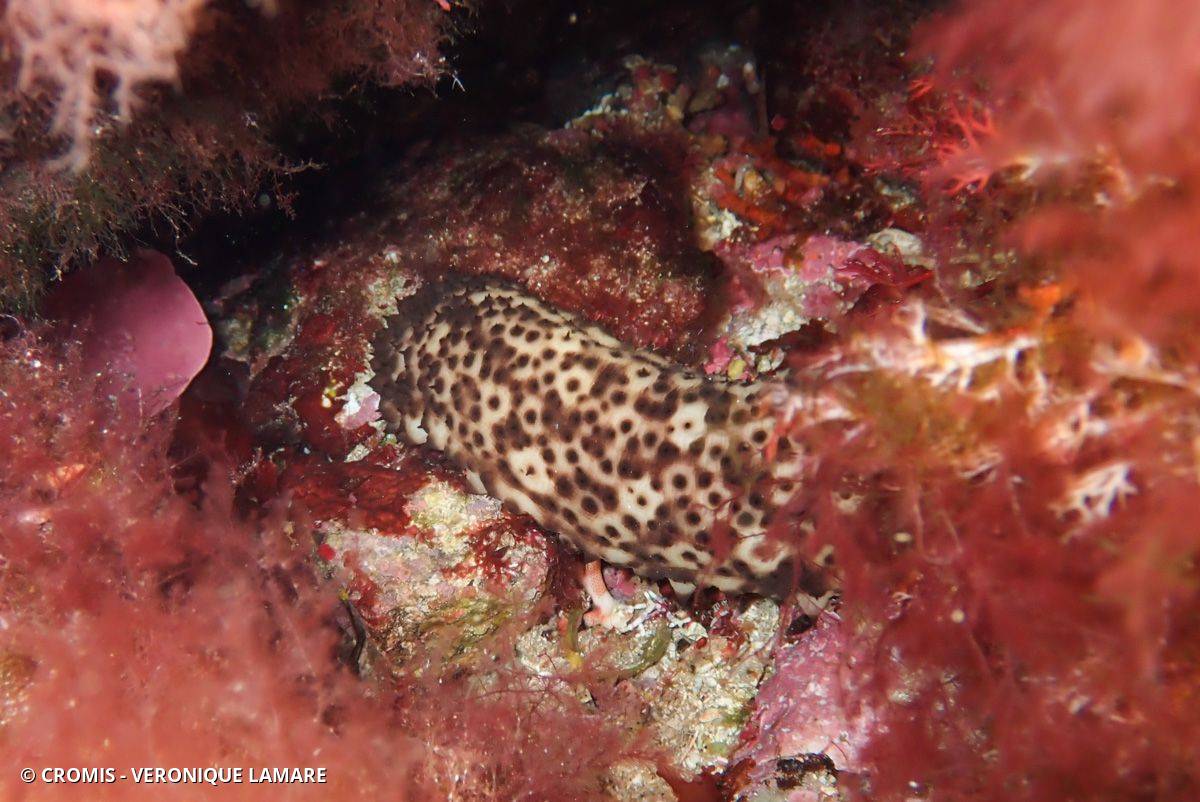 Concombre cracheur marron