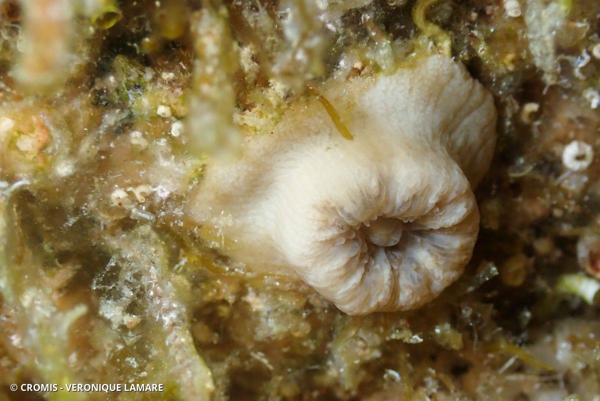 Dent de cochon