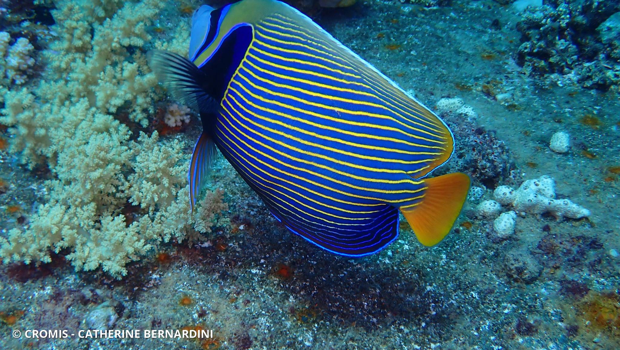 Poisson-ange empereur
